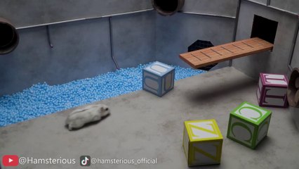 Hamster Got Hunted By Rainbow Friends  Hamsterious