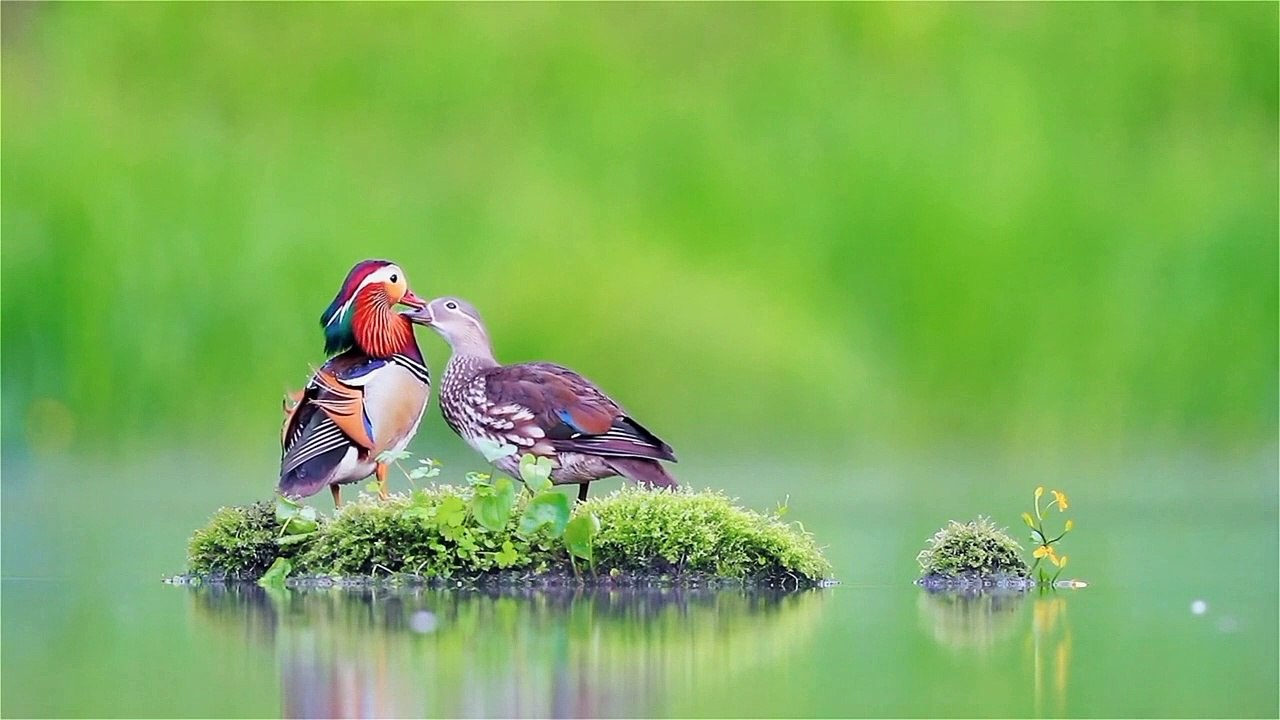Duck beauty bird