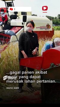 Puan Maharani_ Prakiraan Cuaca dari BMKG Harus Jadi Acuan Produksi Tani #shorts #news #viral