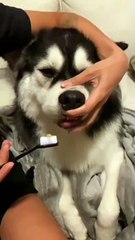 Funny dog videos  | Try not to laugh  | The Pet