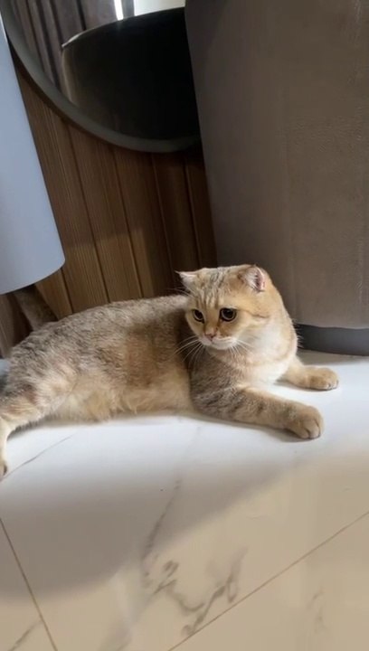 KUCING SCOTTISH
