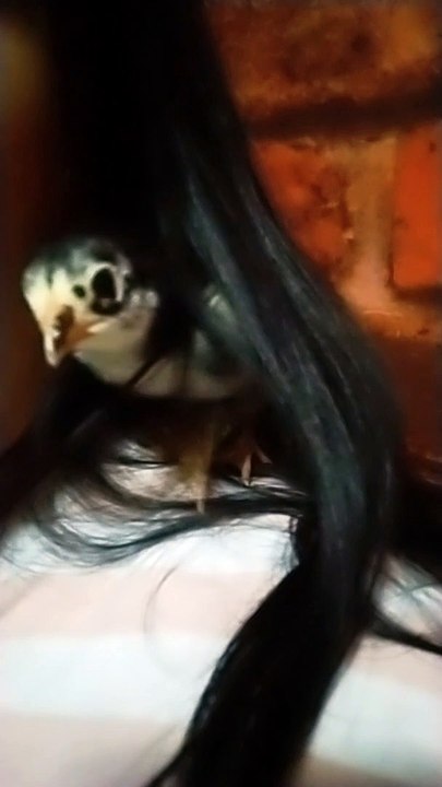 Chickchick