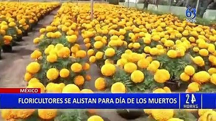 México: floricultores se preparan para el Día de Muertos