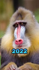 baboon now vs baboon then || 4000 BCE animals and mammal #short