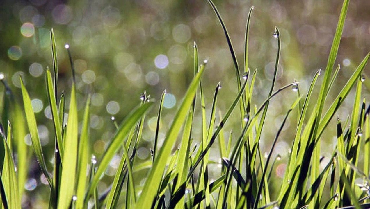 5 minute nature meditation music,nature background music 5 minutes,yoga music 5 min,nature music