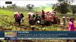 Campesinos colombianos celebran la entrega de subsidios a pequeños productores