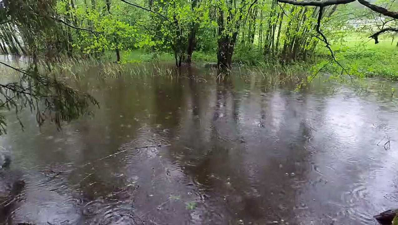 4K Summer Rain, birds singing - 5 minute meditation nature sounds - Nature seasons - Summer