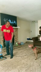 Pitbull Fights the Vacuum