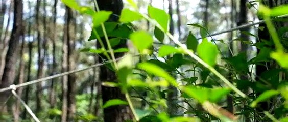 Aishwa Nahla - Adik Baju Merah