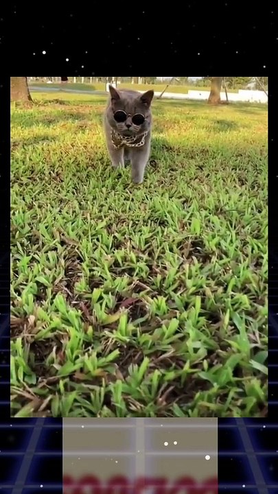 Kacamata kucing lucu