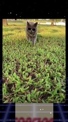 Kacamata kucing lucu