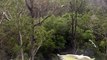 Flock of Cockatoos Gathers in Yard