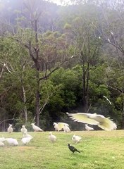 Flock of Cockatoos Gathers in Yard