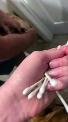 Doggo Thinks Cotton Swabs are Delicious