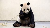 Recovery Setback for Taipei Zoo Panda Tuan Tuan - TaiwanPlus News