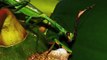 TED Talk - The Colorful, Shapeshifting Wonder of the Amazon's Praying Mantises