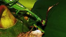 TED Talk - The Colorful, Shapeshifting Wonder of the Amazon's Praying Mantises