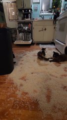 Quirky Kittens Roll Around in Rice