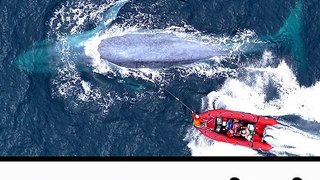 Blue whale | blue whale challenge#shorts