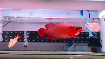 Super red Arowana in action