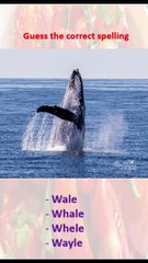 Spelling of the word is correct or not correct.