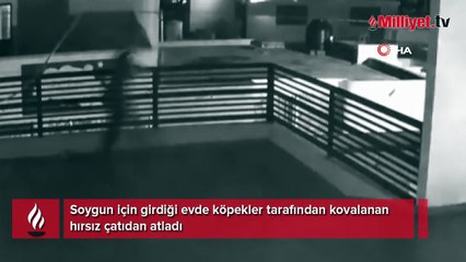 Köpekler tarafından kovalanan hırsız çatıdan atladı