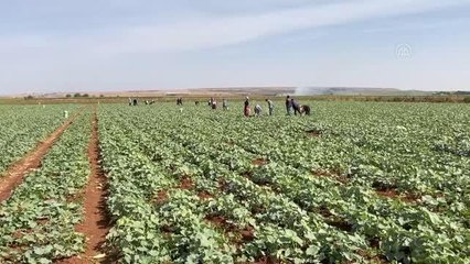 Gaziantep gündem haberleri | Gaziantep'te turşuluk acur hasadı devam ediyor