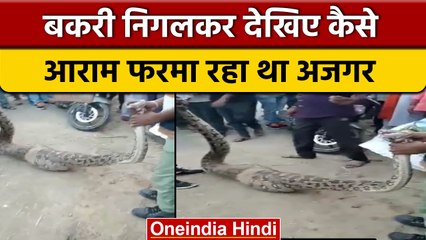 Goat निगलकर आराम फरमा रहा था 15 फीट लंबा अजगर, रेस्क्यू कर चिड़ियाघर में छोड़ा |वनइंडिया हिंदी|*News
