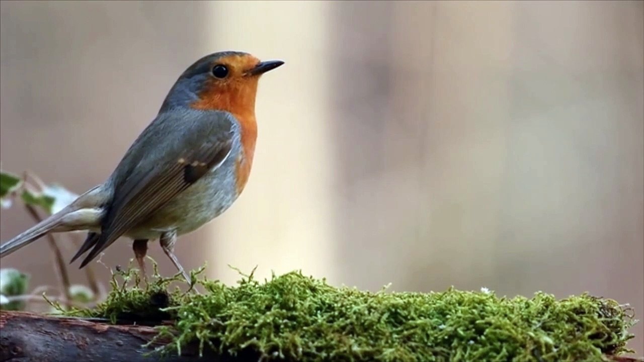 Shorts Bird