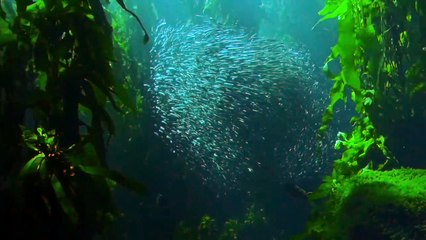 4K Relaxing Nature Sounds - Short Video Clips of Nature