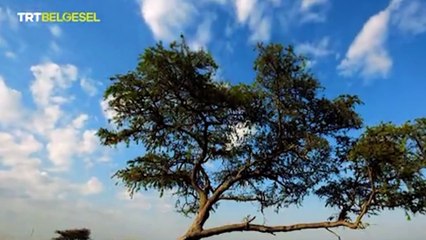 TRT yayınladığı belgeselde Uganda Kob Antiloplarının cinsel organı sansürlendi