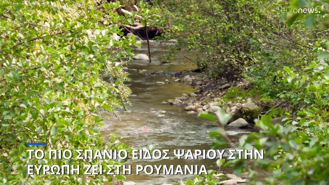 Ρουμανία: Αγώνας δρόμου για την προστασία του πιο σπάνιου είδους ψαριού στην Ευρώπη