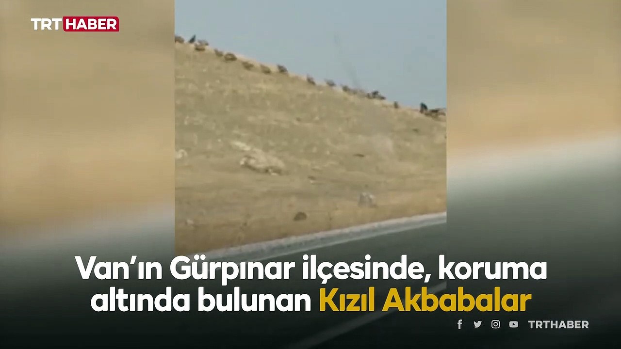 Van’da kızıl akbabalar sürü halinde görüntülendi