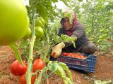 Antalya ekonomi haberi... Antalya'da sezonun ilk domates hasadı yapıldı