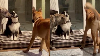 Shy Aussie Shepherd finds out that making new friends can be a RUFF task