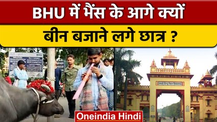 BHU में Fee Hike के विरोध में छात्रों ने भैंस के आगे बीन बजाकर जताया विरोध | वनइंडिया हिंदी *News