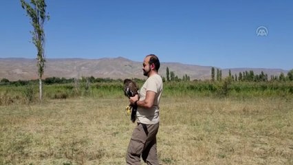 Iğdır'da uydu vericisiyle takibe alınan bozkır kartalı, Mısır'a ulaştı