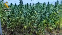 La Guardia Civil de Albacete desmantela una plantación de marihuana de 3.600 metros cuadrados