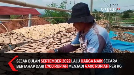 Sempat Anjlok, Harga Umbi Porang Kembali Naik
