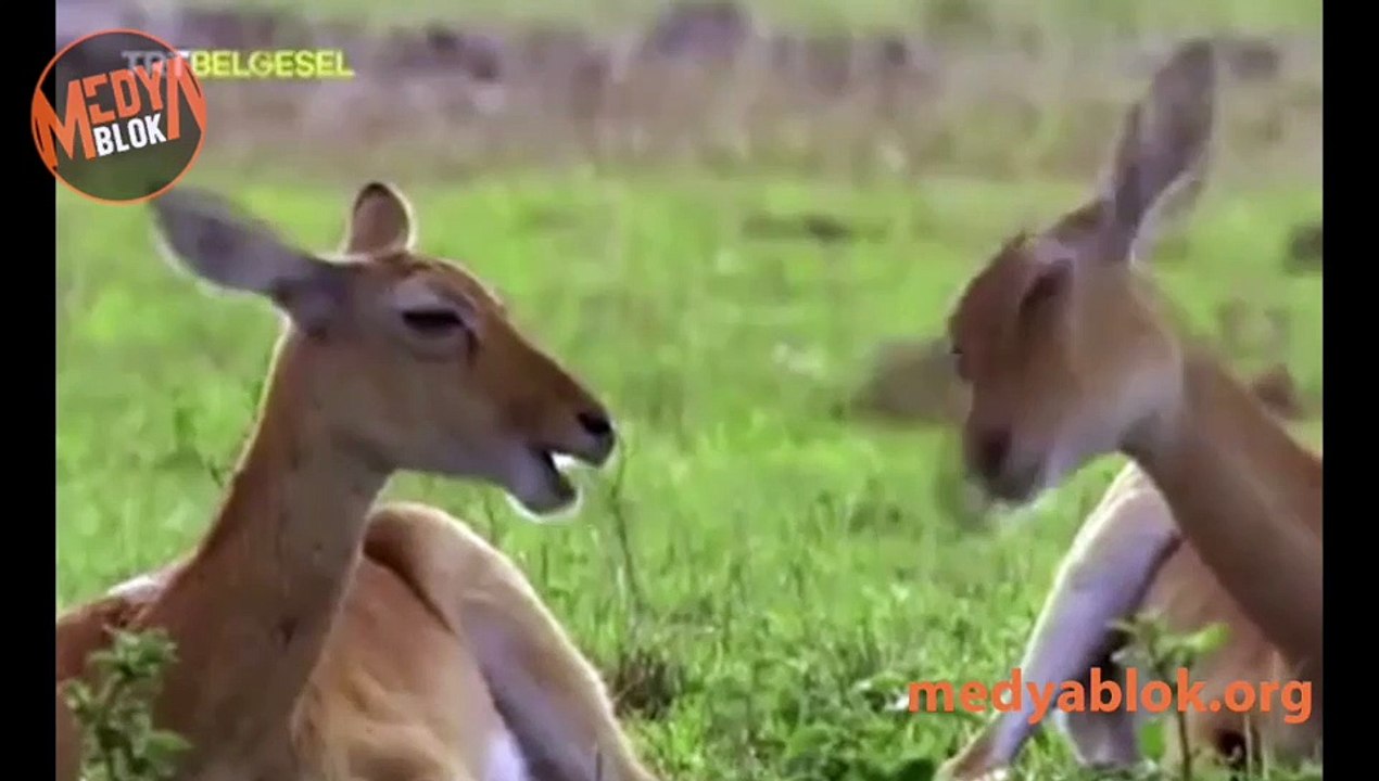 TRT, antilopun cinsel organını sansürledi
