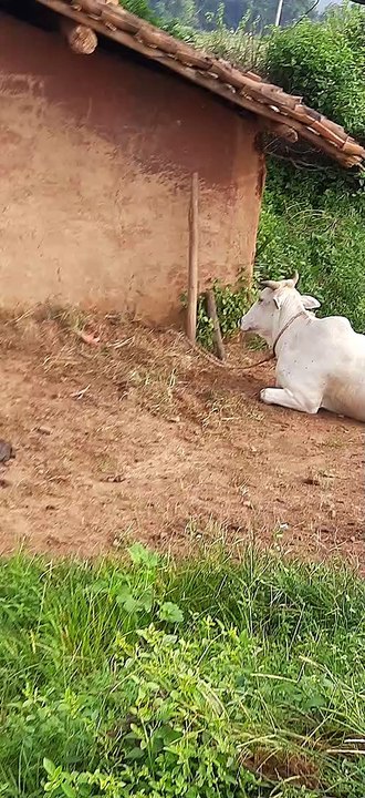 Village  cow