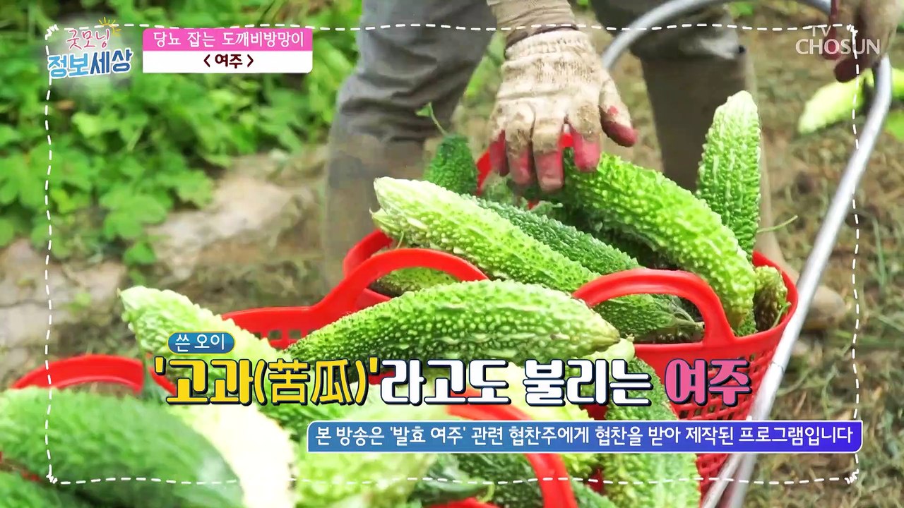 혈당 관리와 당뇨 예방에 탁월한 『 여주 』 TV CHOSUN 221019 방송