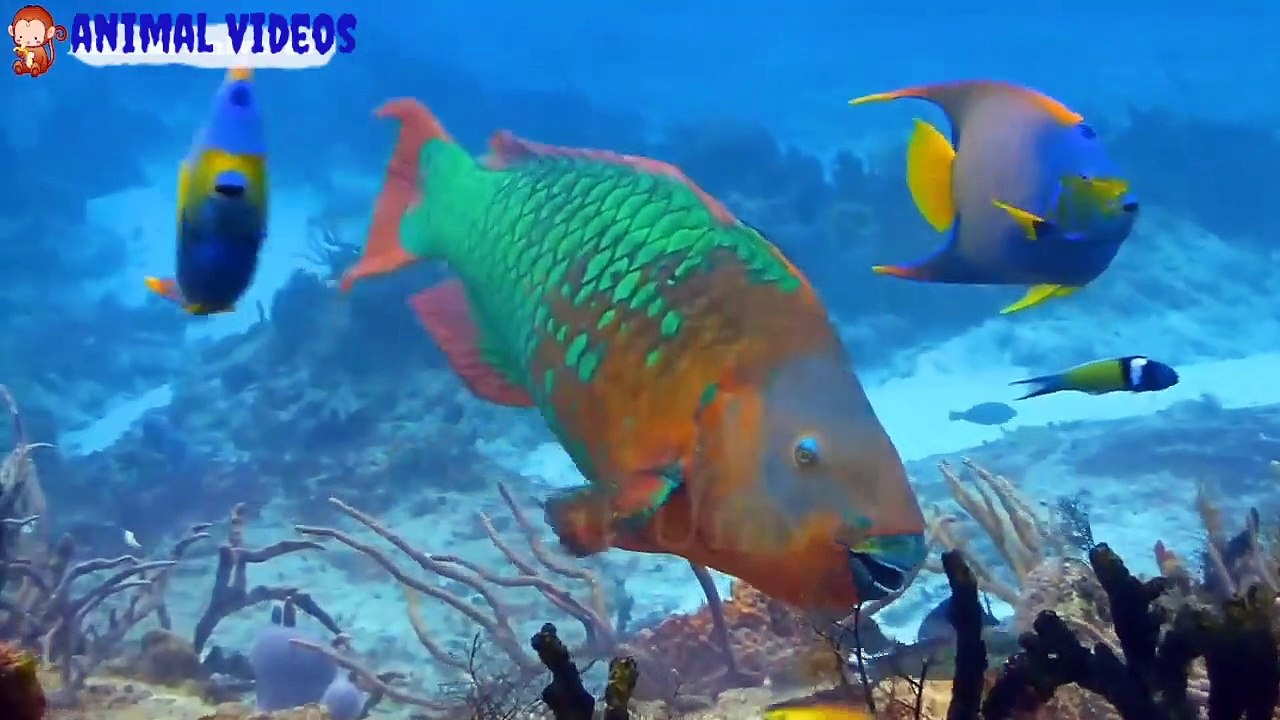 Pelajari tentang hewan: Burung,Bebek,Kucing,Anjing,Sapi,Kuda,Panda,Babi-Suara Binatang