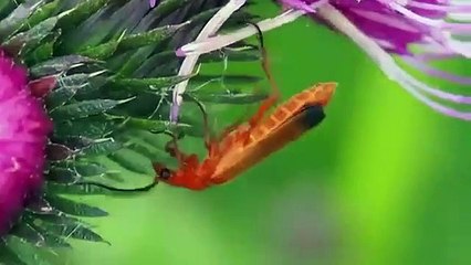 Ripley's Believe It or Not! (2019) - Se1 - Ep05 - Beyond Driven HD Watch HD Deutsch