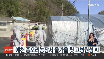 예천 종오리농장서 올가을 첫 고병원성 AI