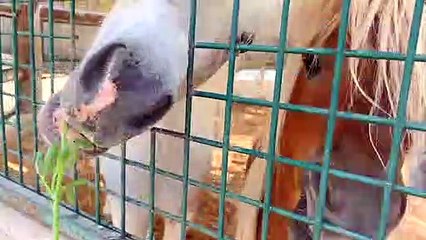 Diana and Roma feed the animals at the Emirates Park Zoo