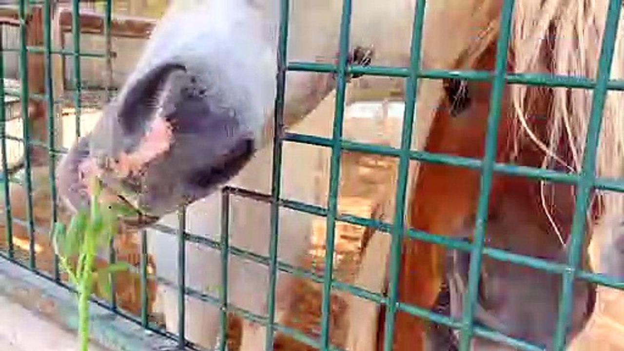 Diana and Roma feed the animals at the Emirates Park Zoo