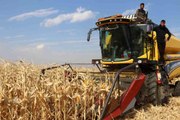Erzurum haberi: Erzurum'da ilk defa danelik mısır hasadı yapıldı