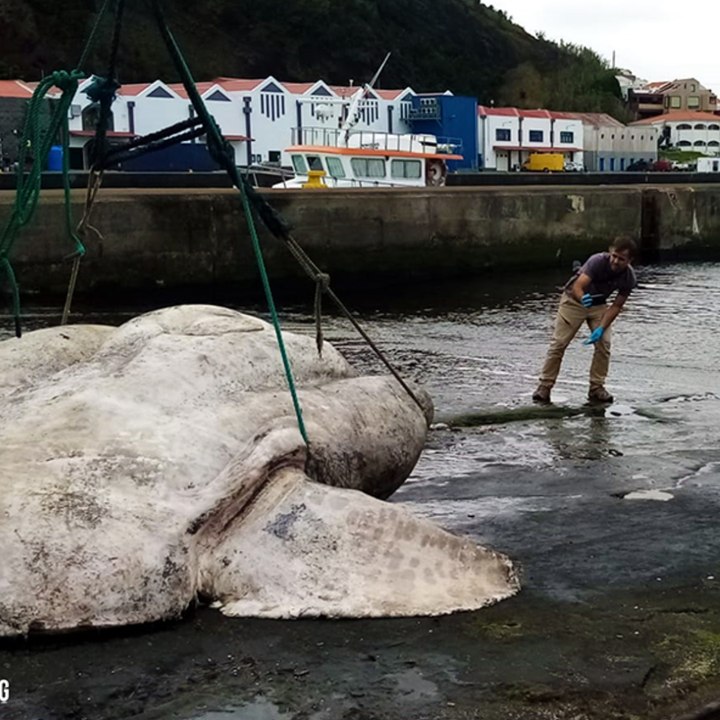 Ce poisson-lune géant est le plus gros poisson osseux du monde carré (1)