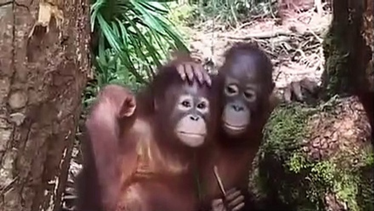 Orangutan Island - Se1 - Ep07 - Orangutan 911 HD Watch HD Deutsch